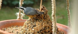A nuthatch at my backyard feeder