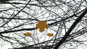 October 13th, 2012 ... Maple Front Yard