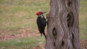 Peliated Woodpecker, November 25th, 2012, Woods Green Lake 