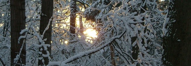 December 10th, 2012, snow, woods, trees, winter 010