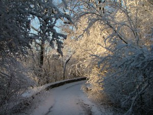 December 10th, 2012, snow, woods, trees, winter 017