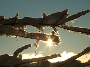 December 10th, 2012, snow, woods, trees, winter 021