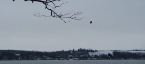 christmas walk eagles snow 033