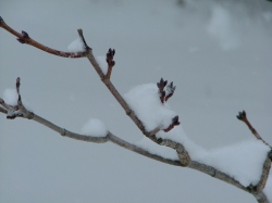 January 30th, 2013 - snow, trees, 019