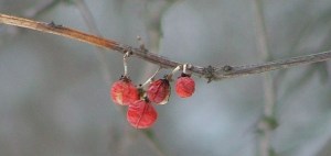 winter, february 7th, 2013 011