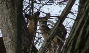deer, March 25th, 2013
