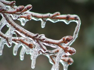 ice storm 010