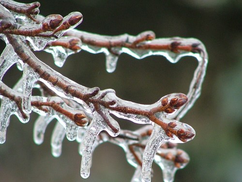 ice storm 010