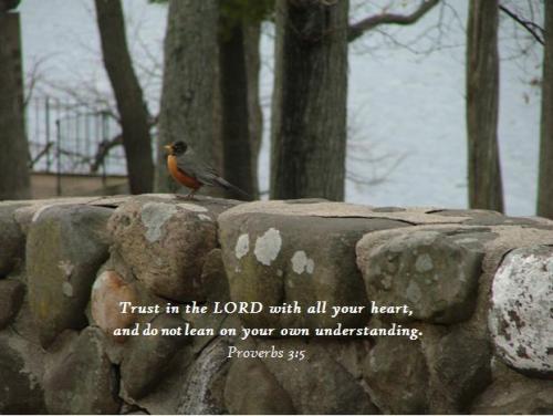 Robin on wall, proverbs 3;5