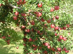nature, September, orchard 056