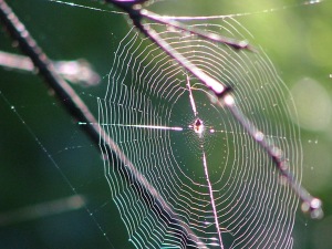 spider webs 002