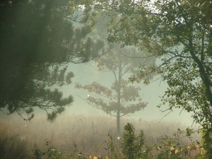 looking back to the light 011