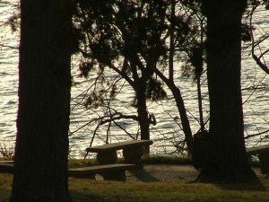 tree by streams of water 001