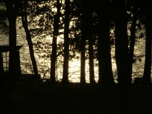 tree by streams of water 003