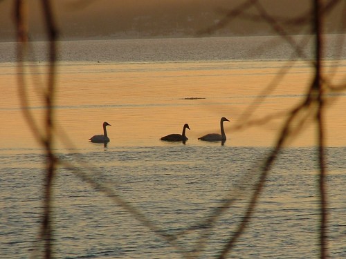 Sunrise snowy morning 012