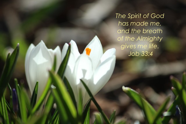 crocus april, 2015 006