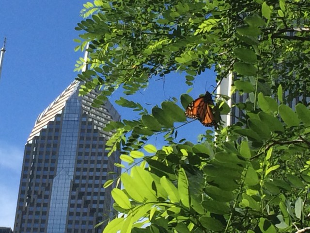 Monarch in Chicago