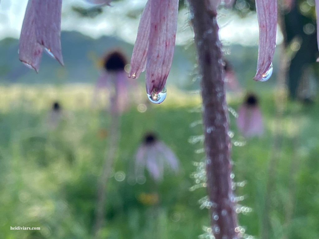 Psalms and my New Problem