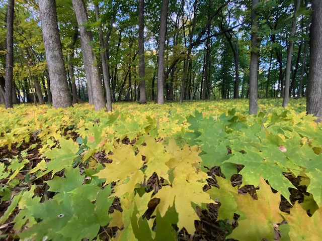 A Million Maples       or “What is it to&nbsp;you?”