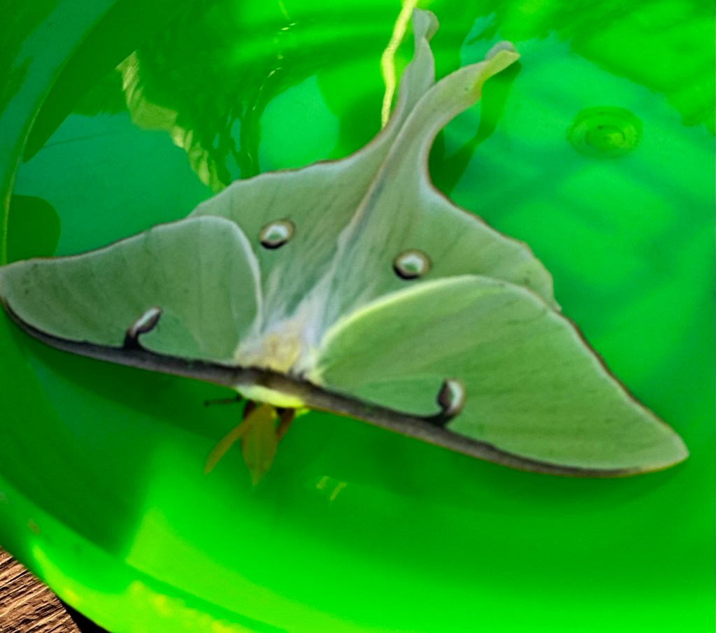 The Worship of the Luna&nbsp;Moth